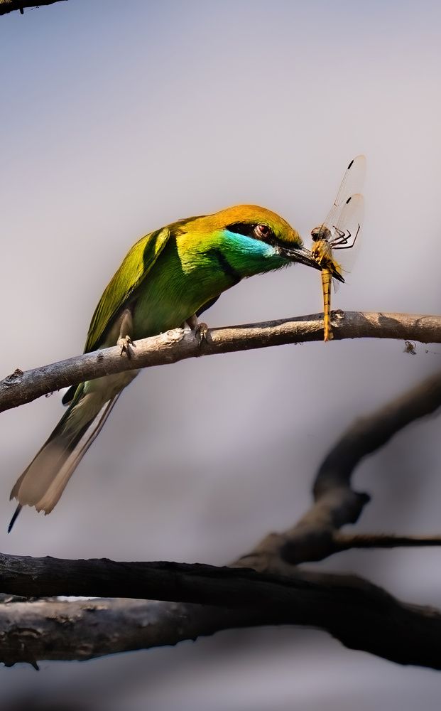 Photograph by Nitin Baste