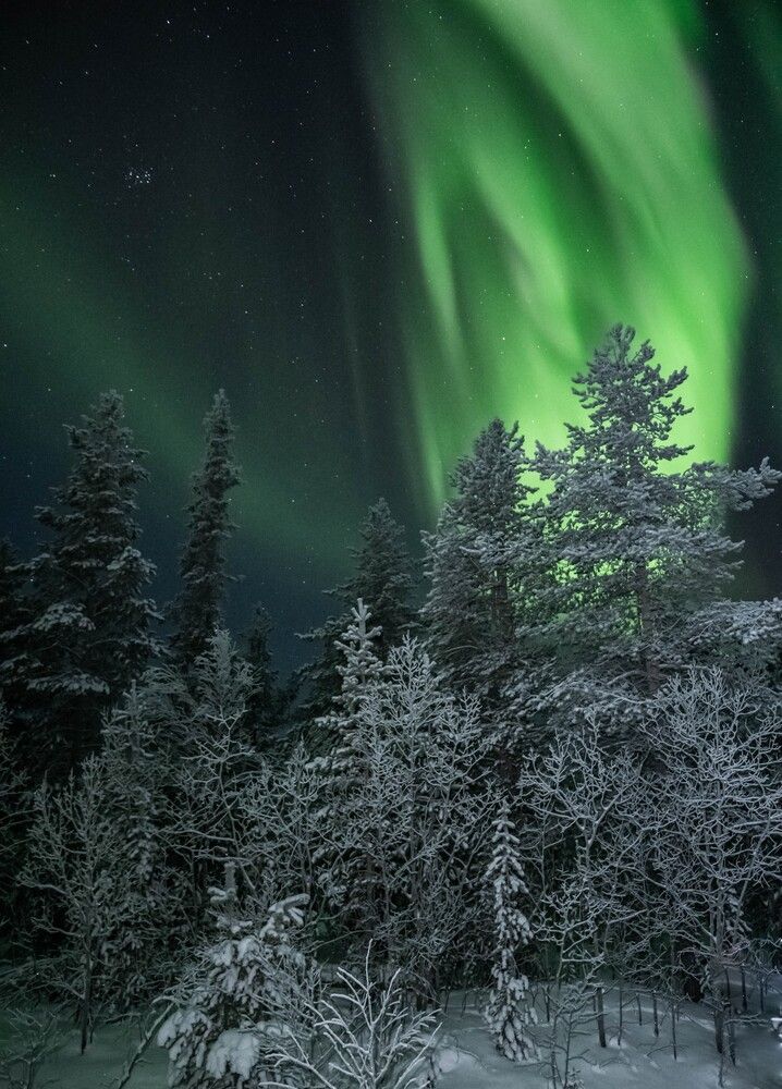 В дремучем лесу