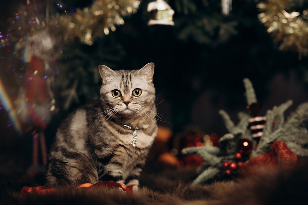 Photograph by Миля Сухарева