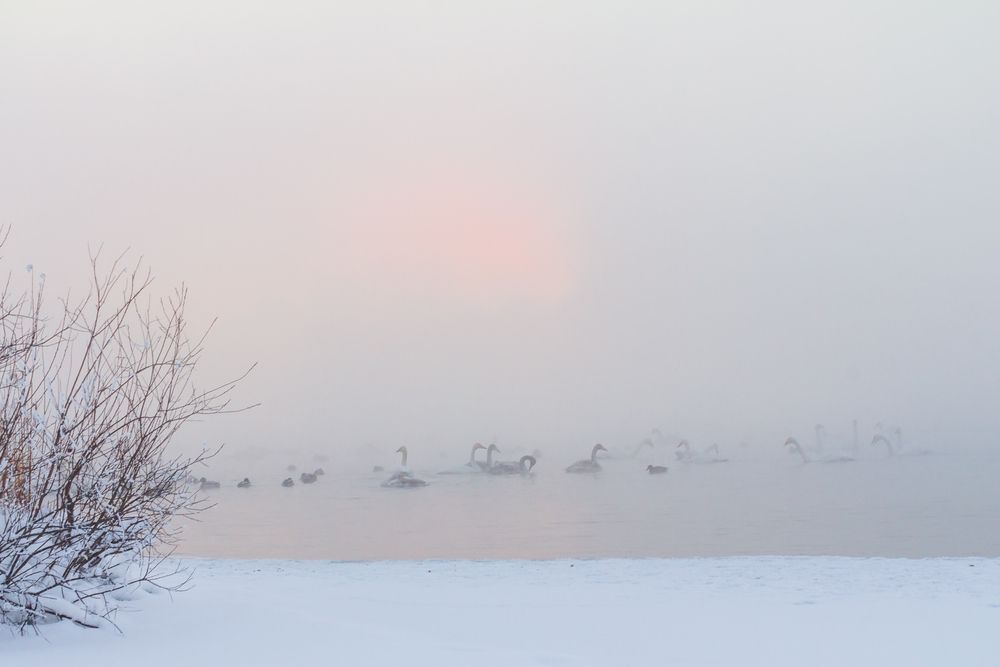 Фотография автора Галина Шепелева