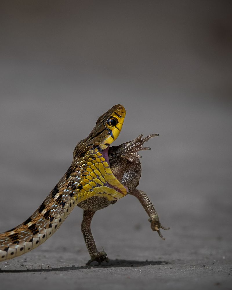 Фотография автора Prabhat Ghosh