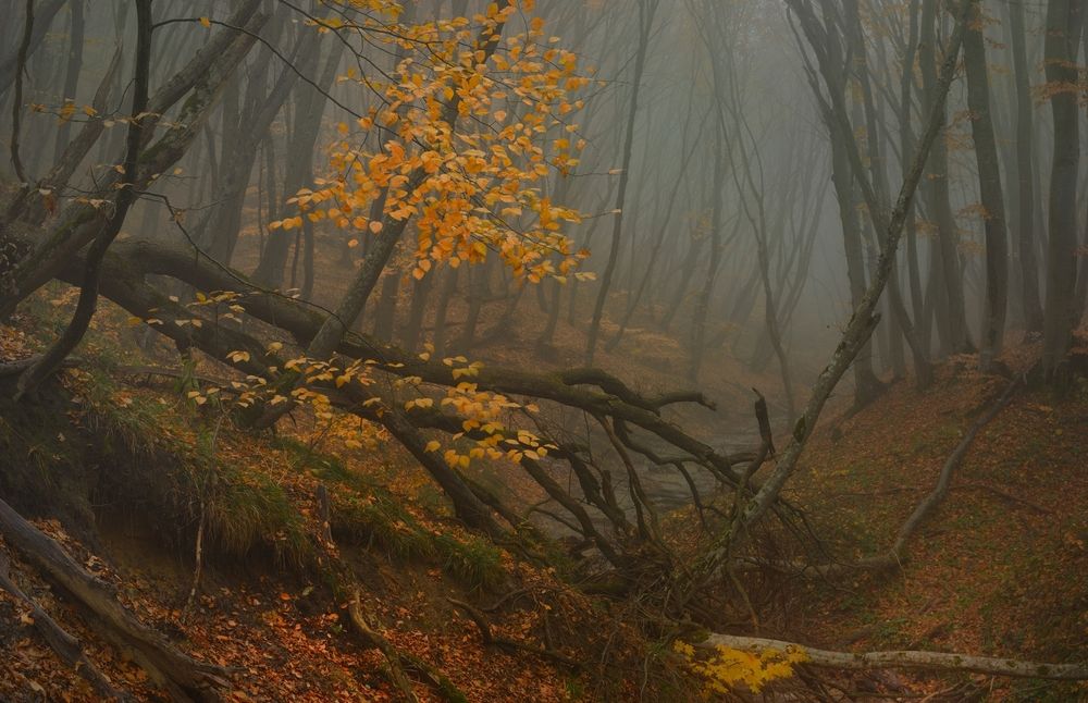Туманное утро