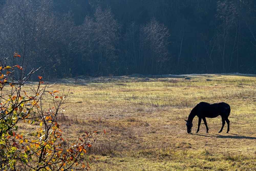Photograph by Михаил Косолапов