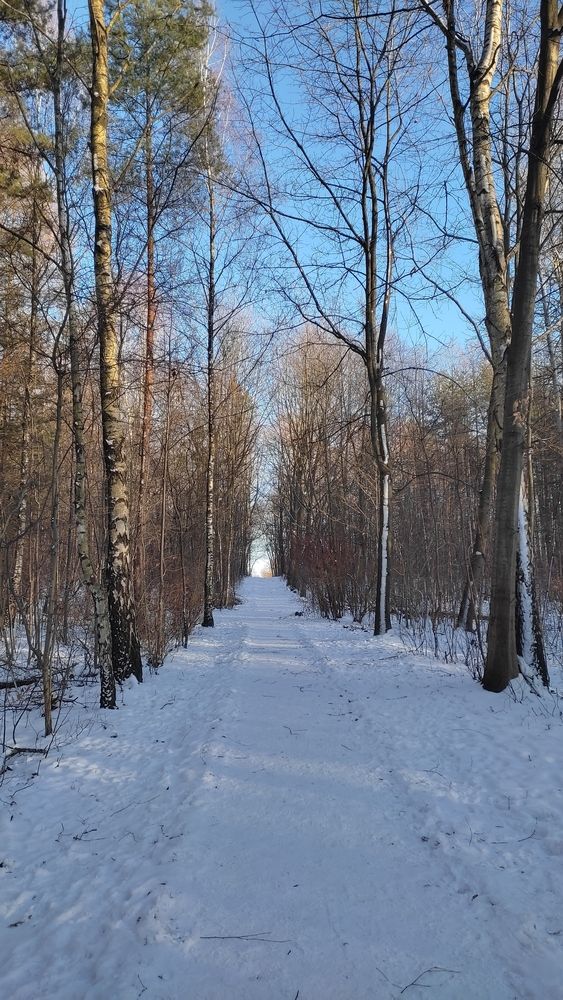 Winter forest landscape