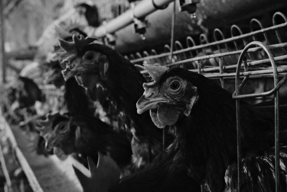 Chicken