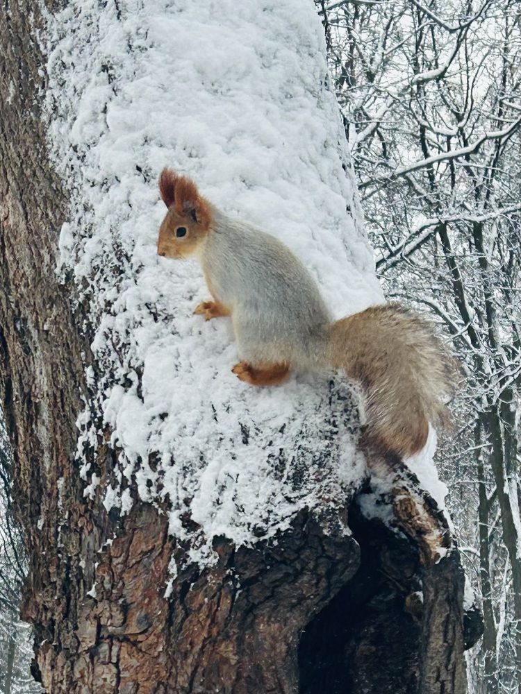 Фотография автора Ольга Мартьянова