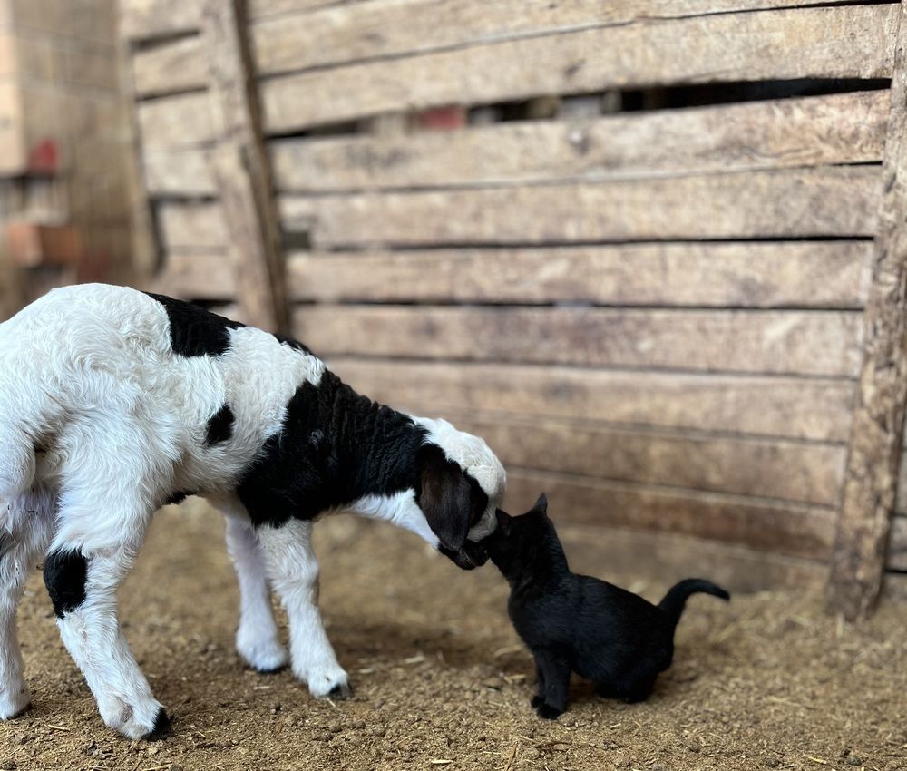 Innocent Curiosity