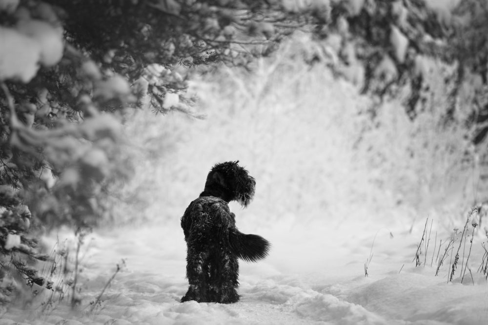 Photograph by Ирина Шестакова