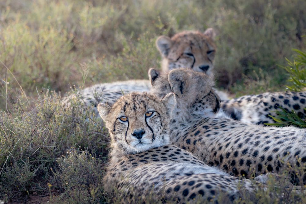 Cheetah cubs