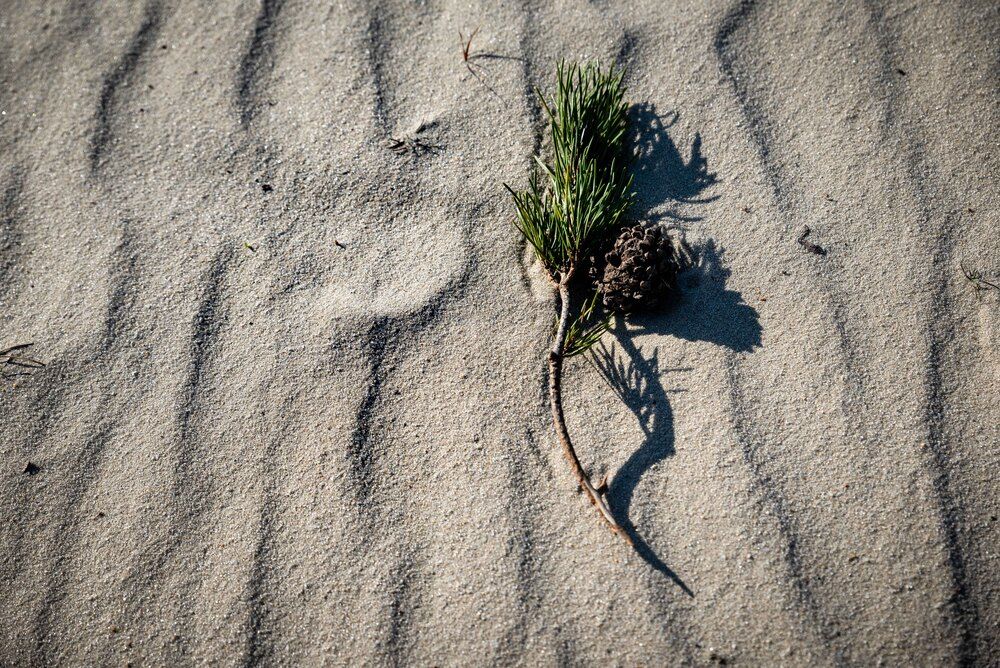 Фотография автора Dmitriy Sotnikov