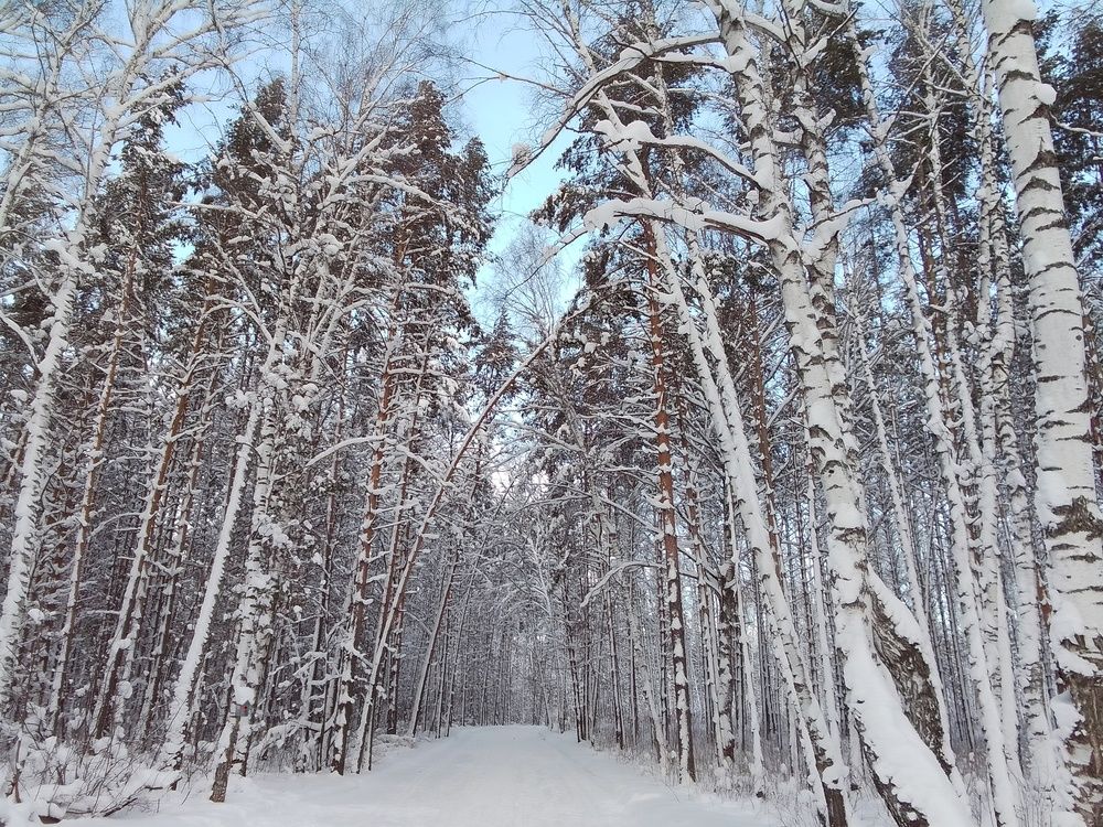 Январь в парке.