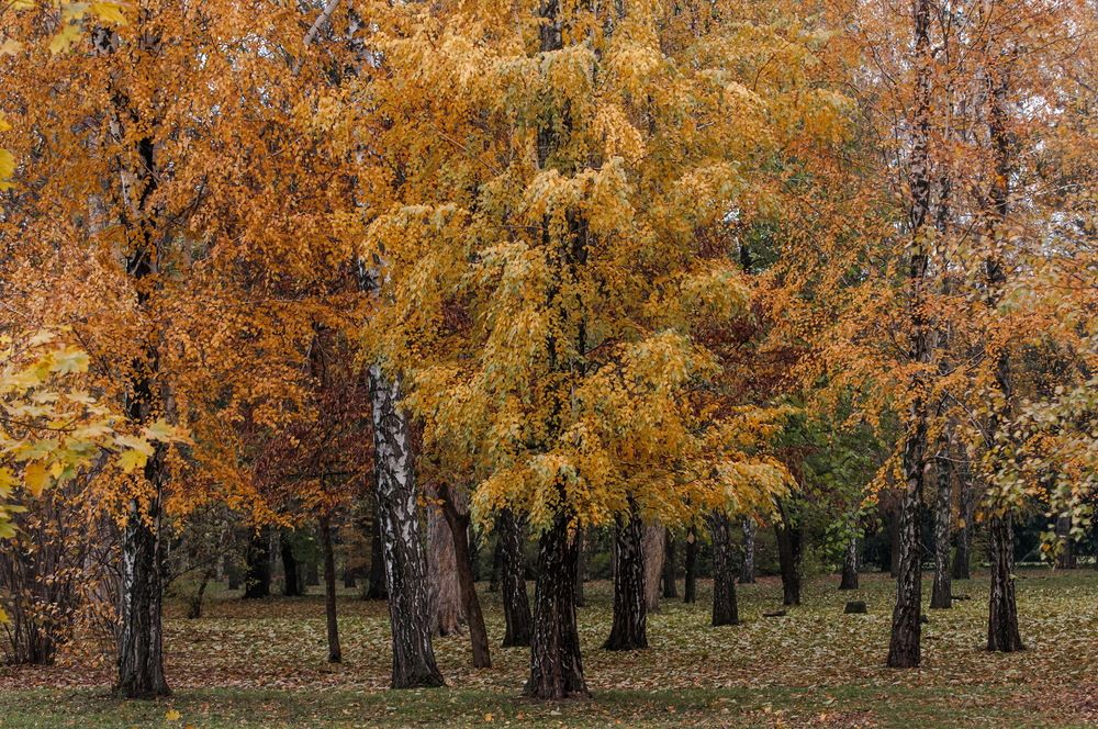 Photograph by Александр Поборчий