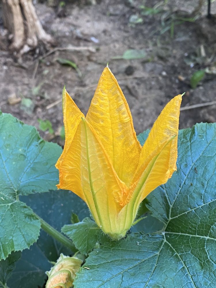 Photograph by Prasad babu Geddam