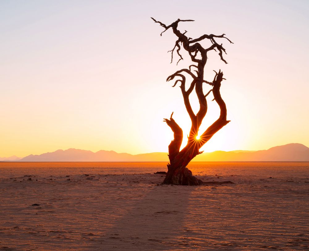 First Rays of Sun Shining through Kanaan Tree, Kanaan Retreat, May 2024, Namibia