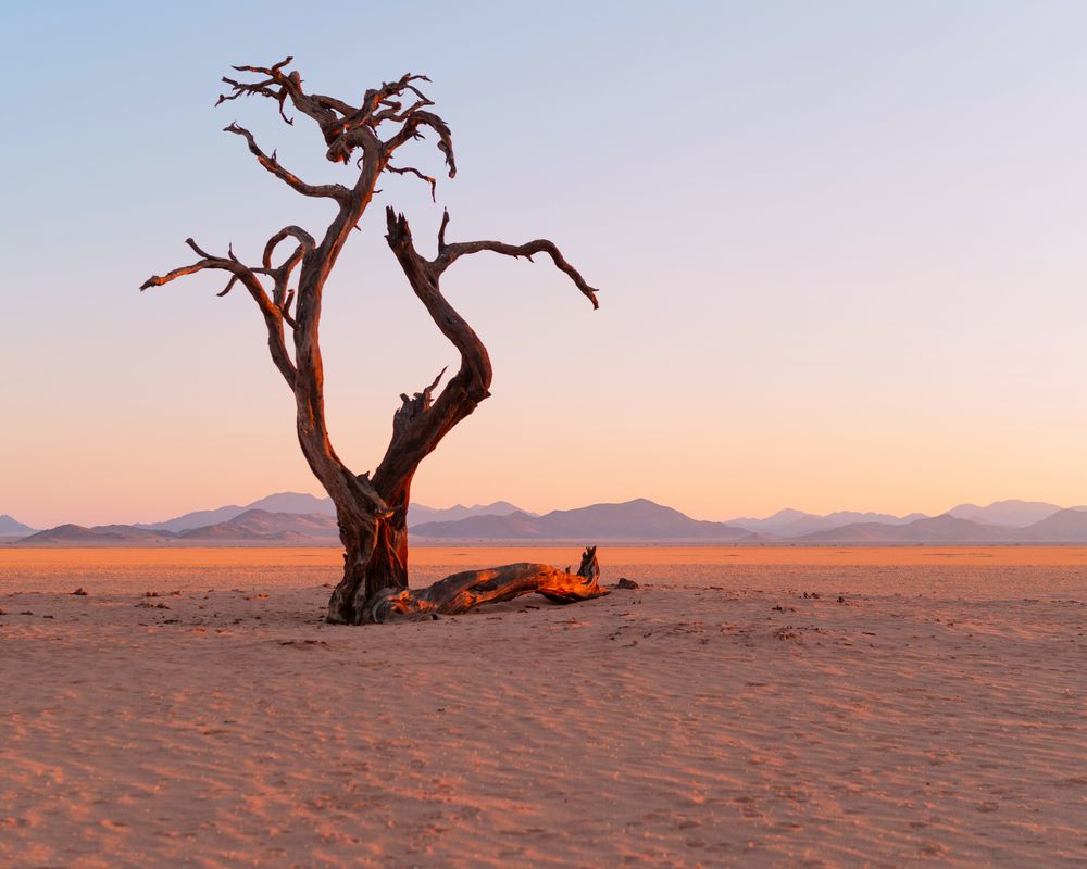 Kanaan Tree in the Morning Sun, Kanaan Retreat, May 2024, Namibia