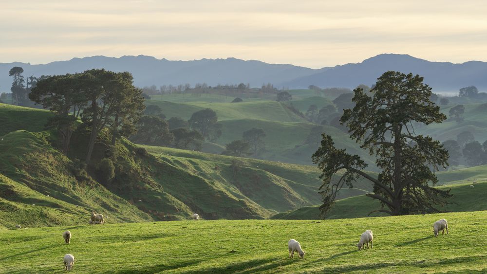 The Green Meadows of Hobbiton, June 2025, New Zealand