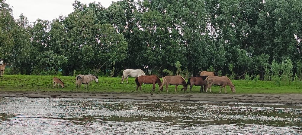 Фотография автора Елена Александрова