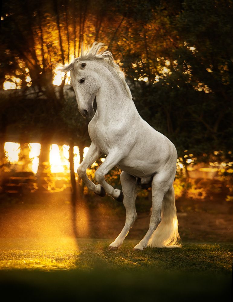 Photograph by Alexandre Marques