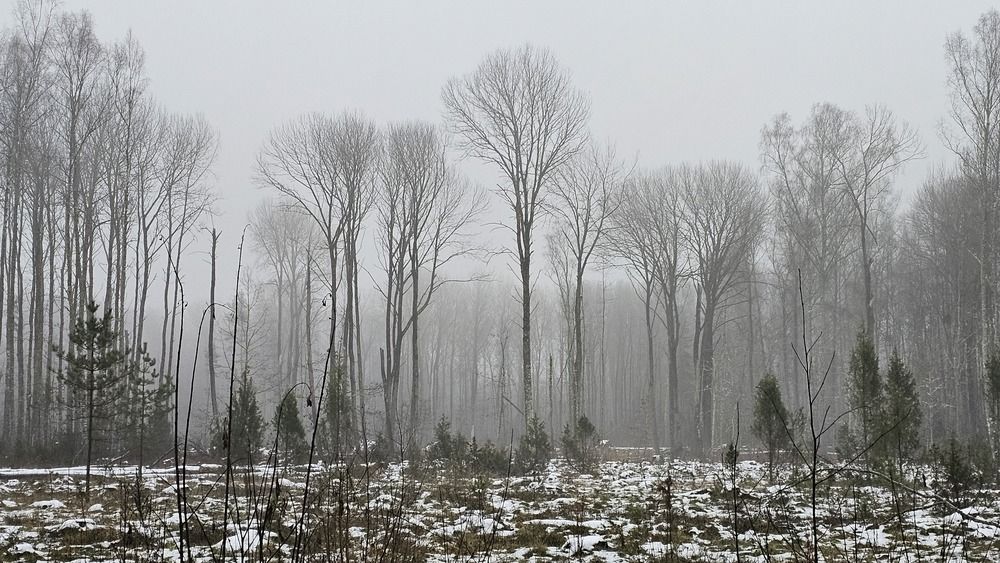 Осины на вырубке