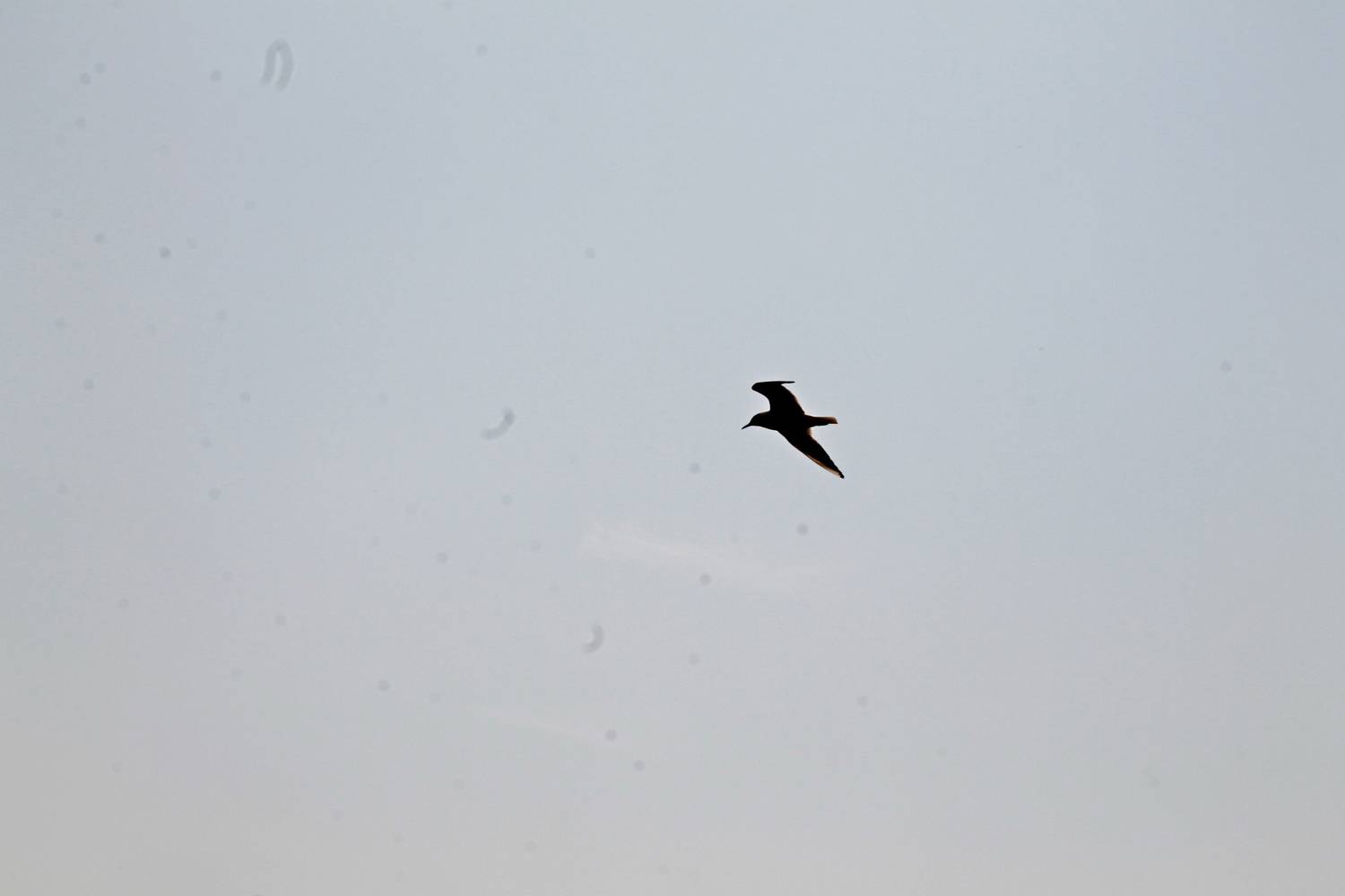 Photo #13065294