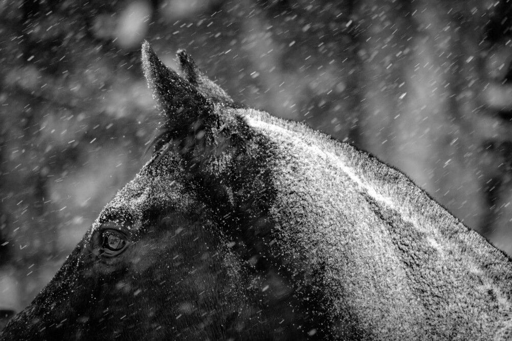 Photograph by Сергей Зорин