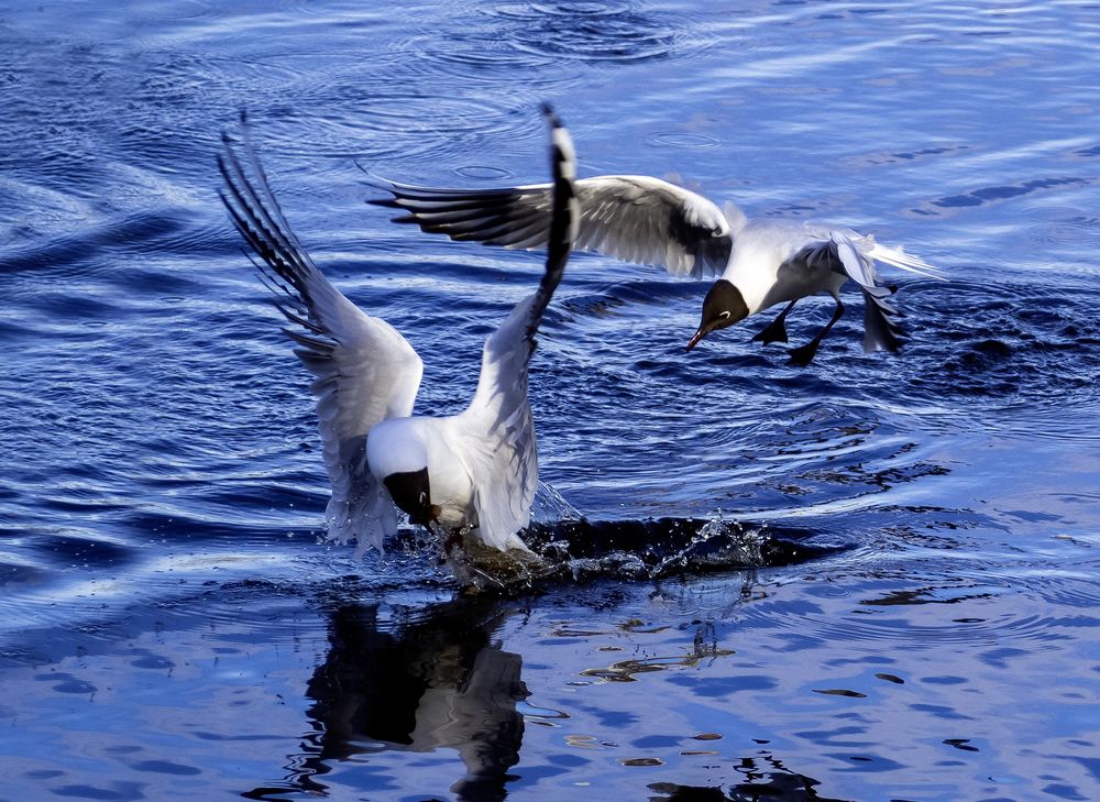 Seagulls