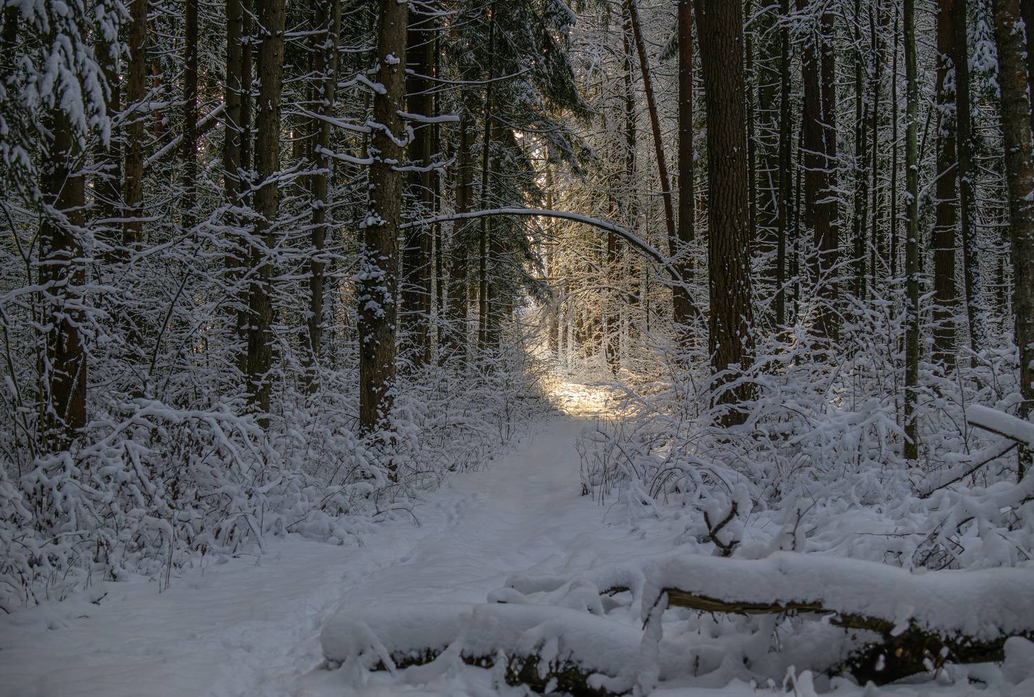 Фотография #13065774