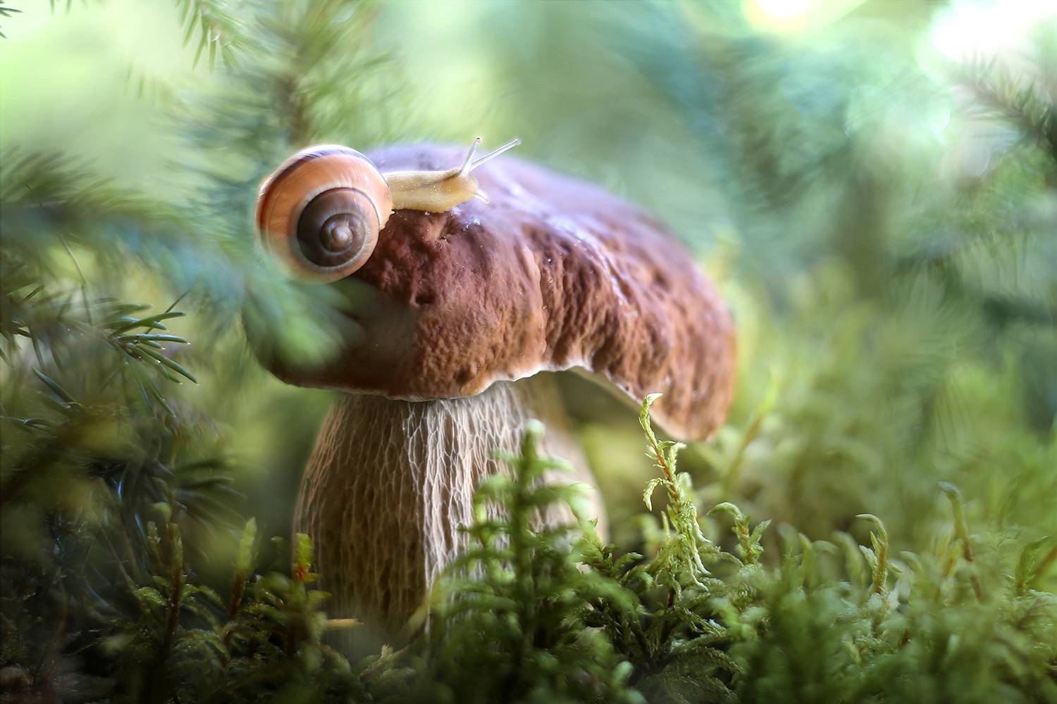 Старичок-боровичок