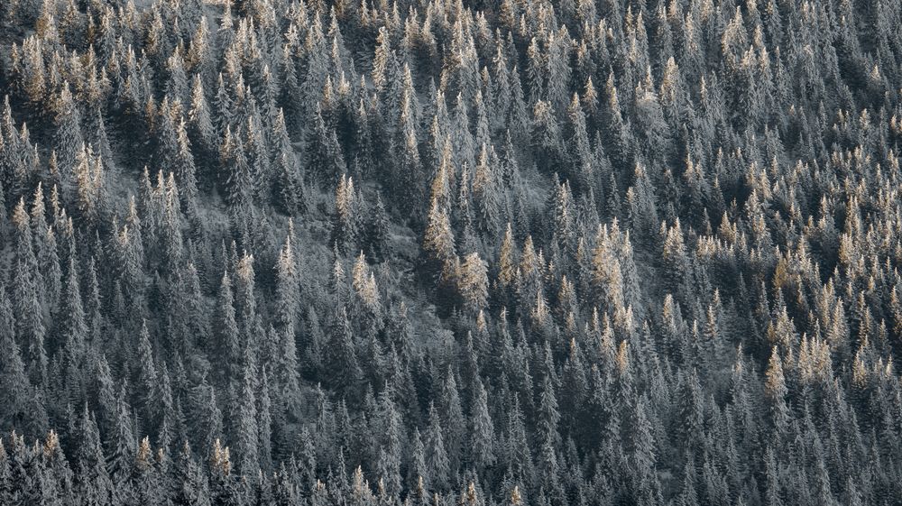 Photograph by Alex Reedson