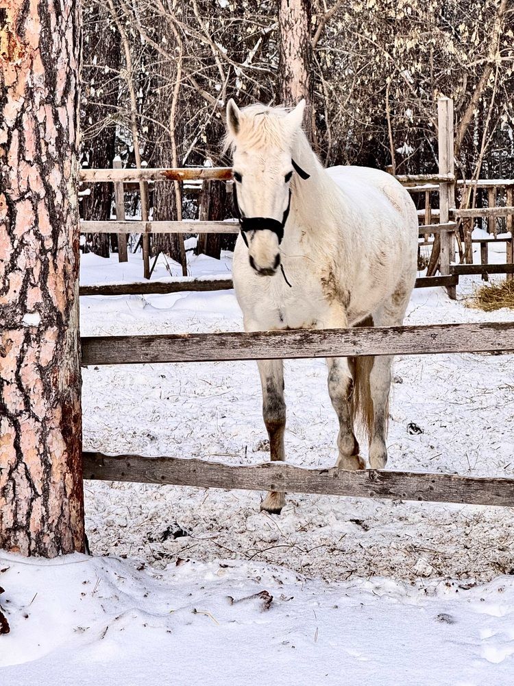 Фотография автора Галина Шиманцова