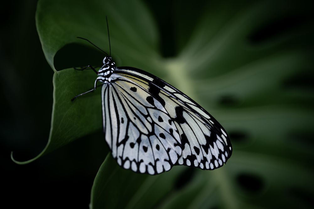 Photograph by YAMAGRAPH.
