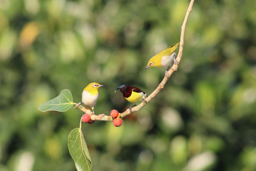 Фотография автора Malay Swarnakar