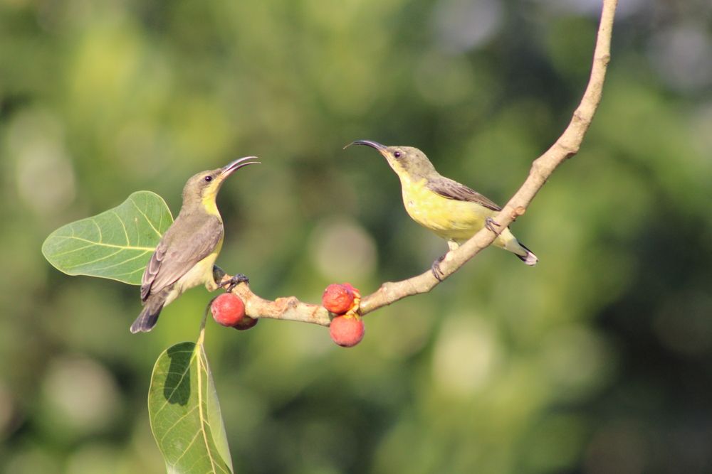 Photograph by Malay Swarnakar