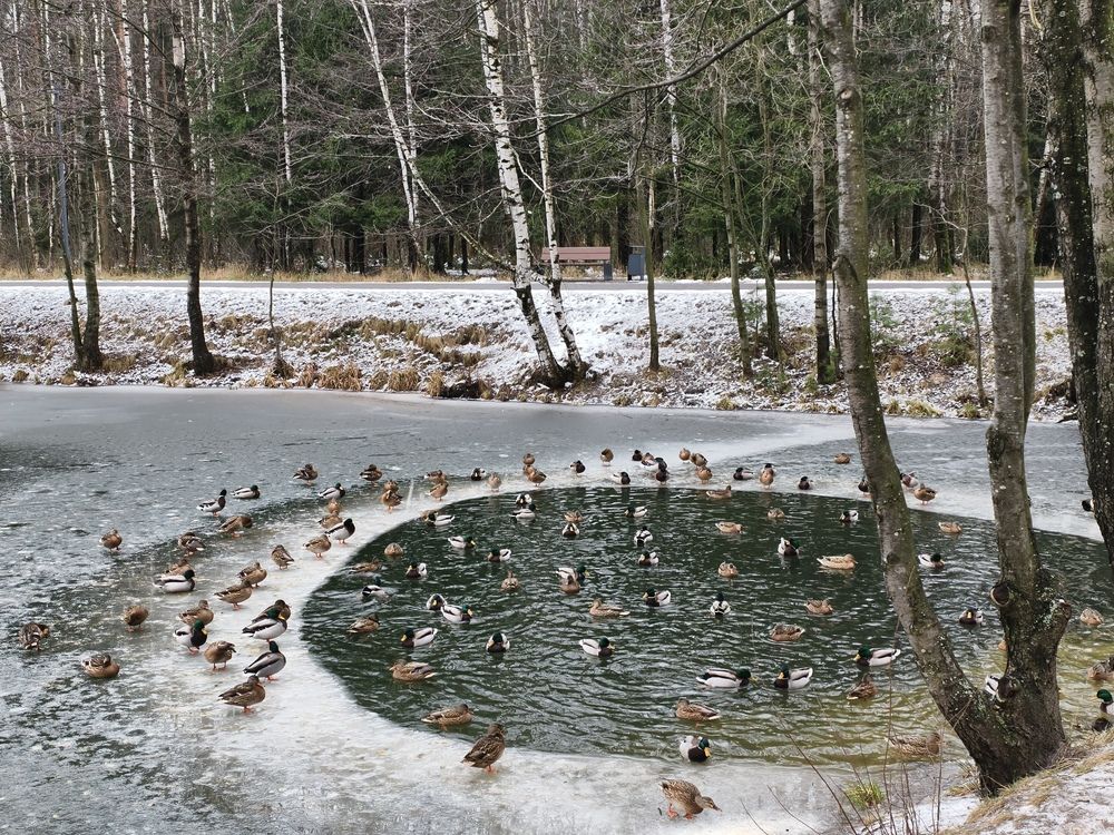 Photograph by Галина Бессуднова