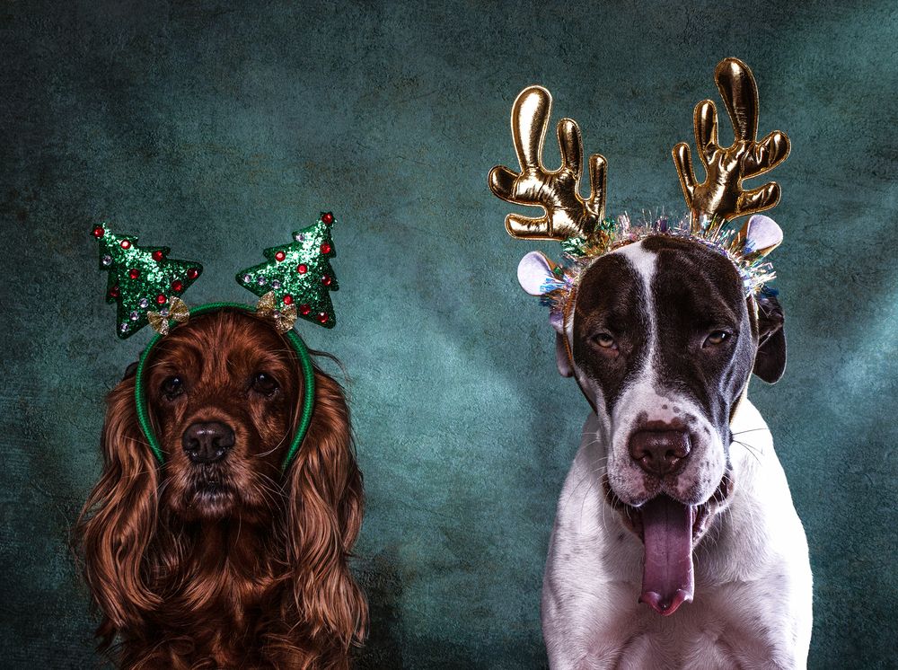 Фотография автора Victoria Mogulyan