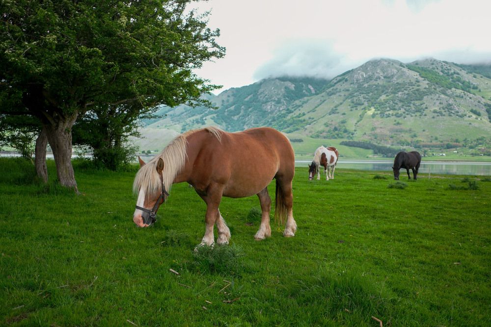 Horses