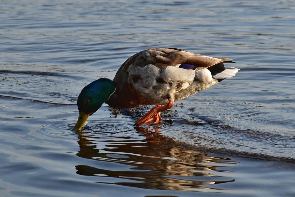 Photograph by Нина Кольман