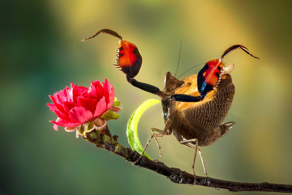 Фотография автора Tinh Dang thanh