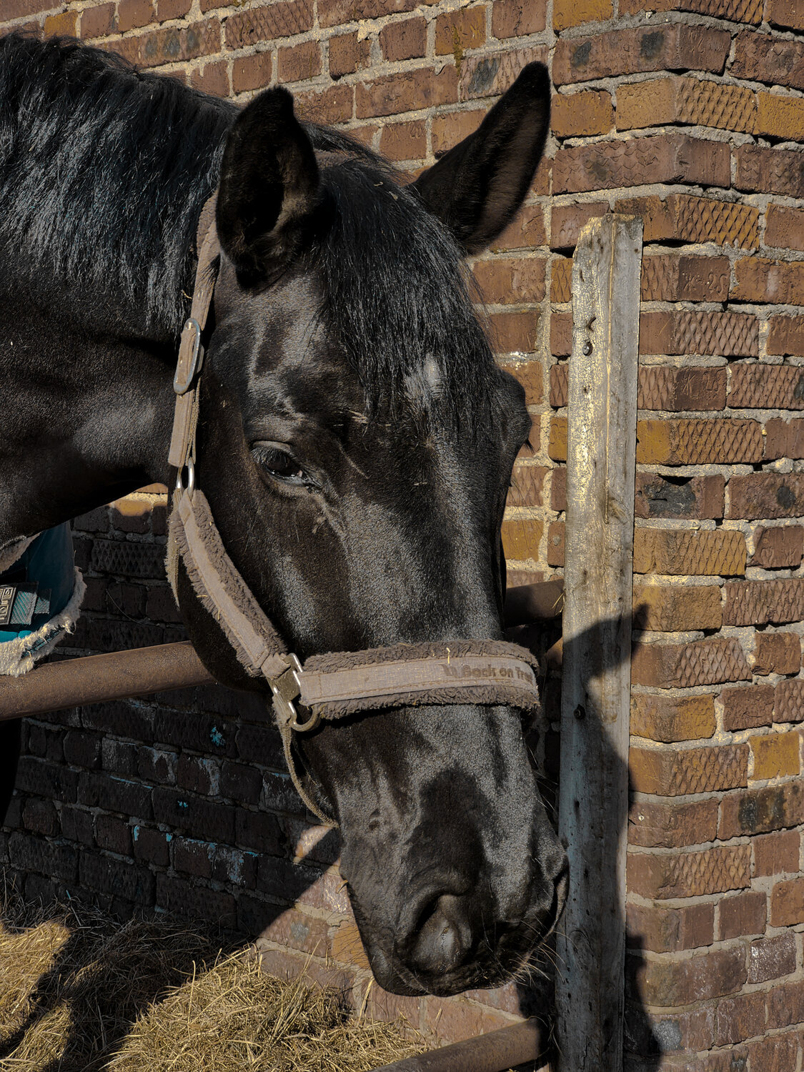 Photo #13066969