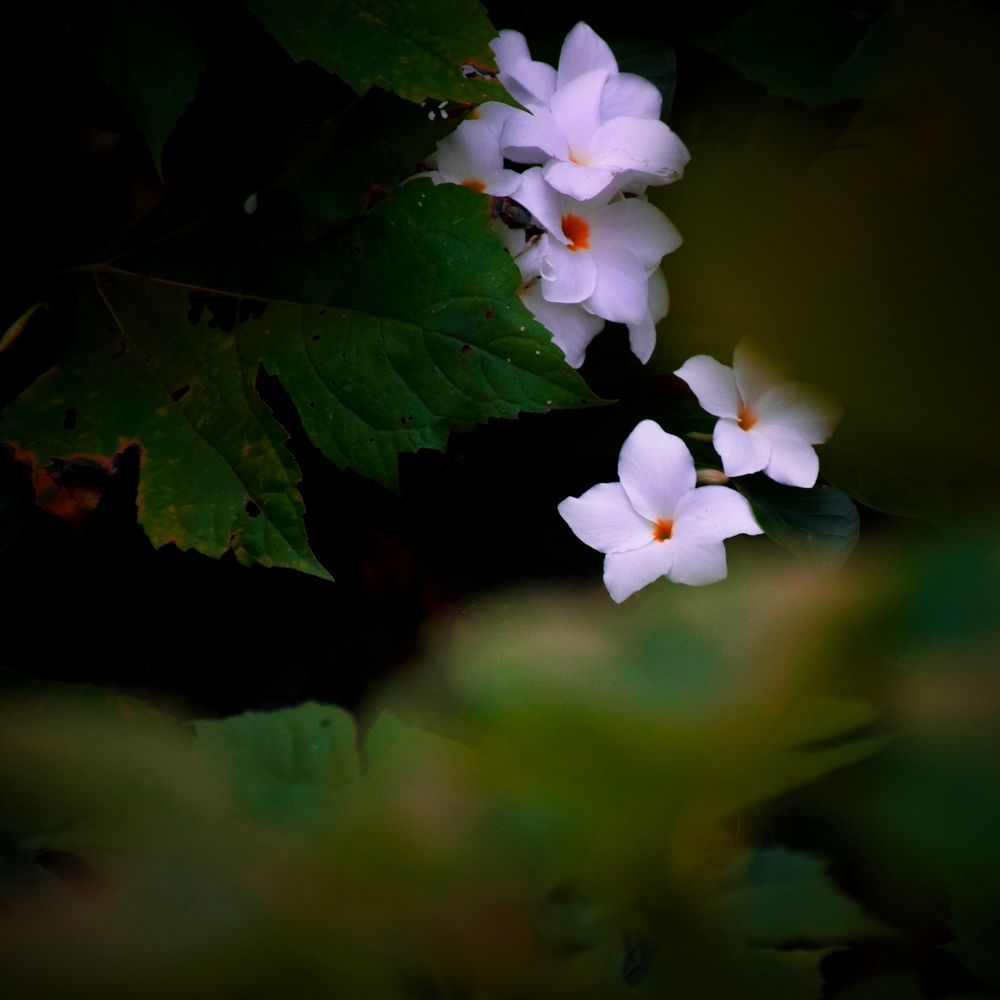 Gift of nature