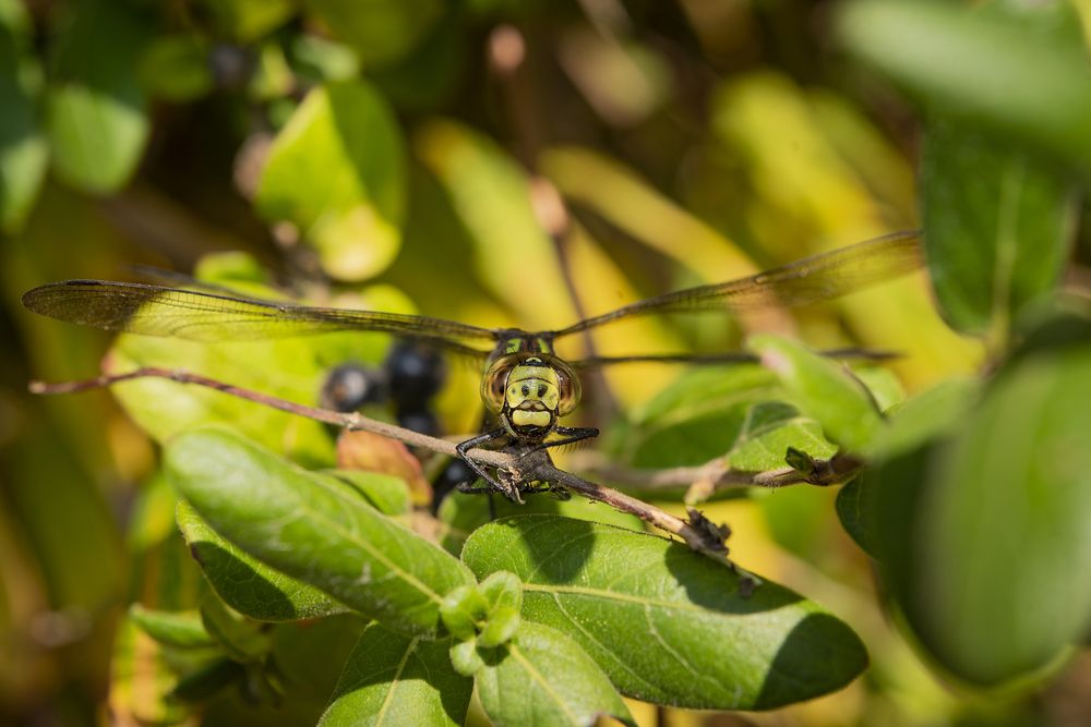 Photograph by Ольга Гоглова