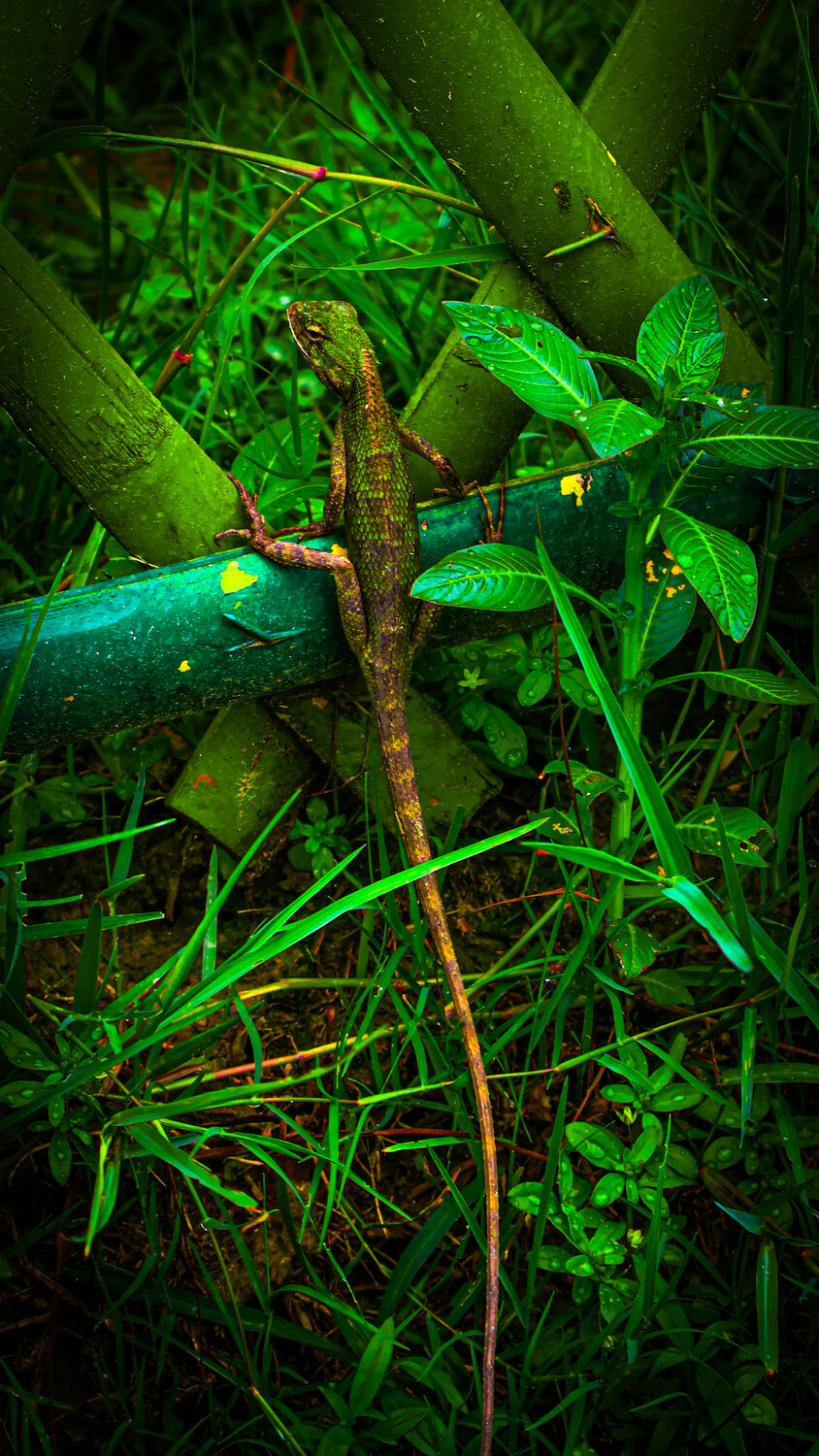 a lizard