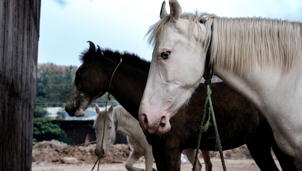 Photograph by sumit basu