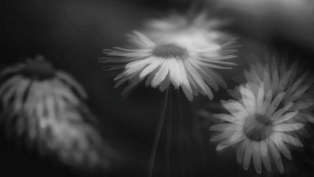 Фотография автора Régáisz Norbert