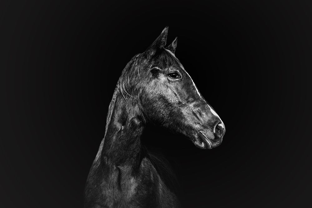 The Horse as a Mirror of the Soul