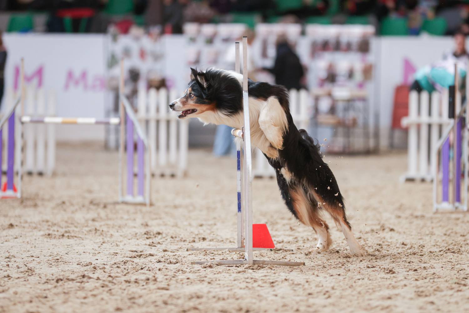 Фотография #13067582