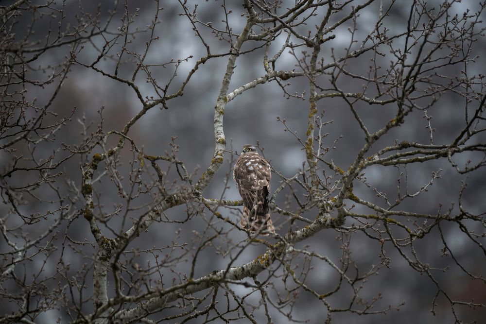 Silence Before the Strike