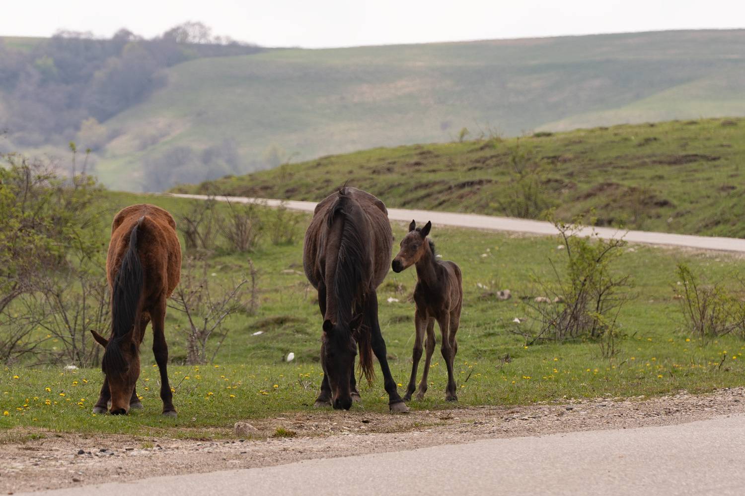 Фотография #13067834