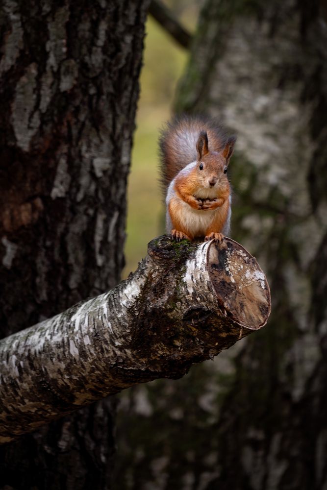 Photograph by Людмила Завьялова