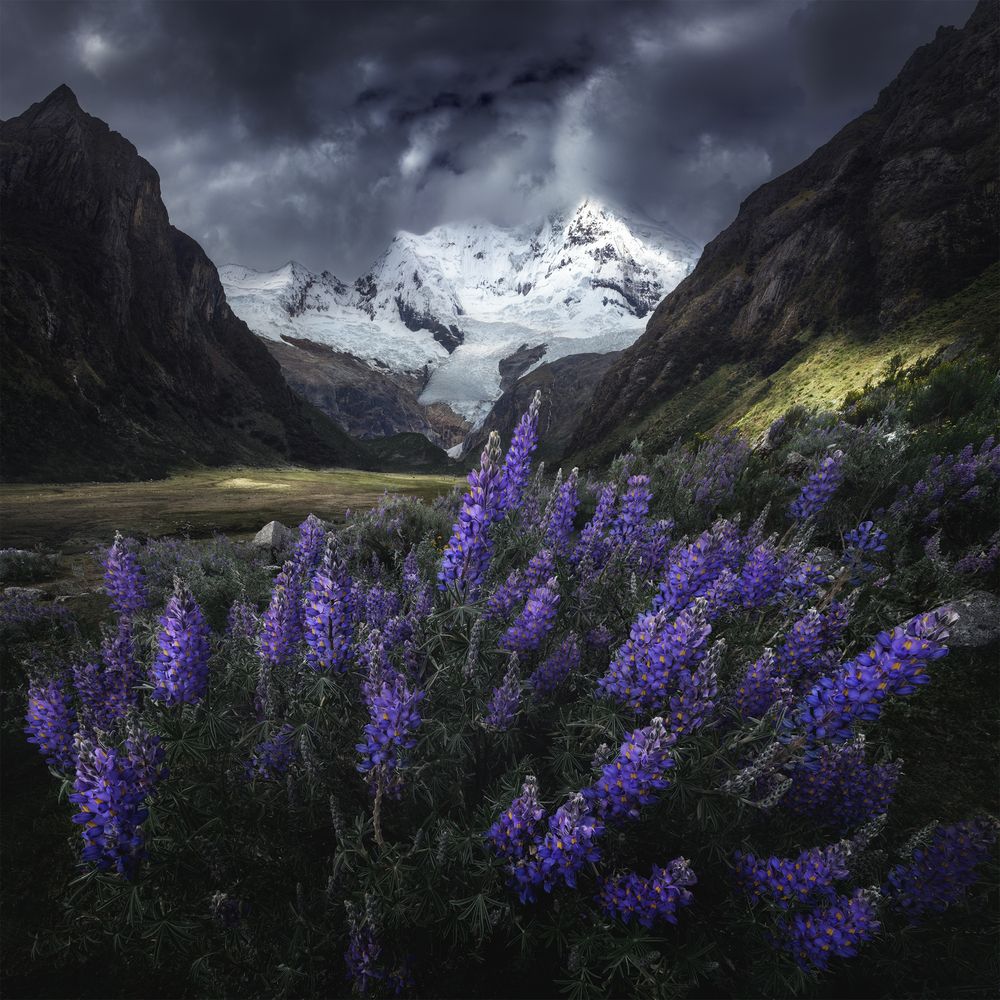 The blooming Andes